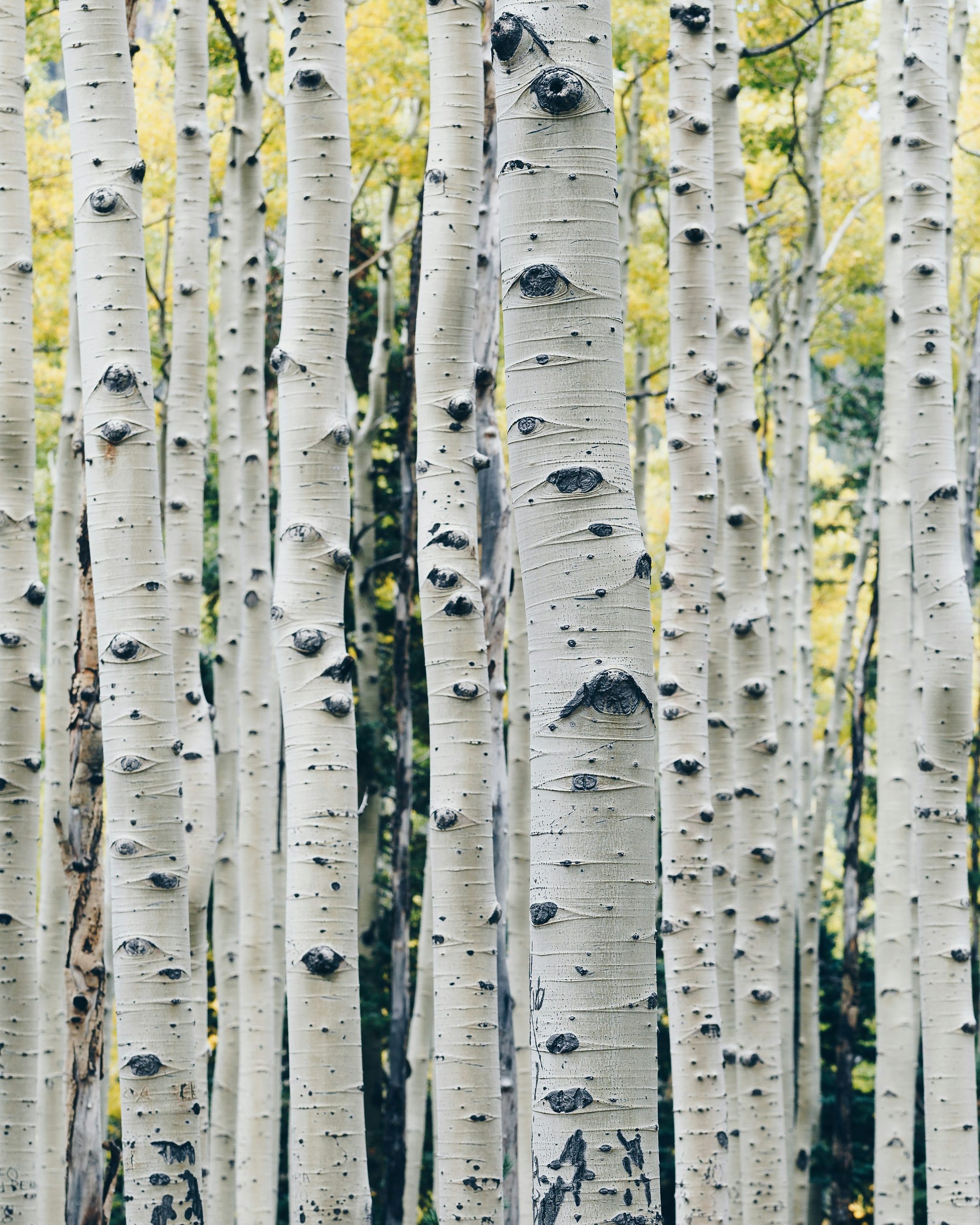 Close-up of white birch tree trunks in an autumn grove