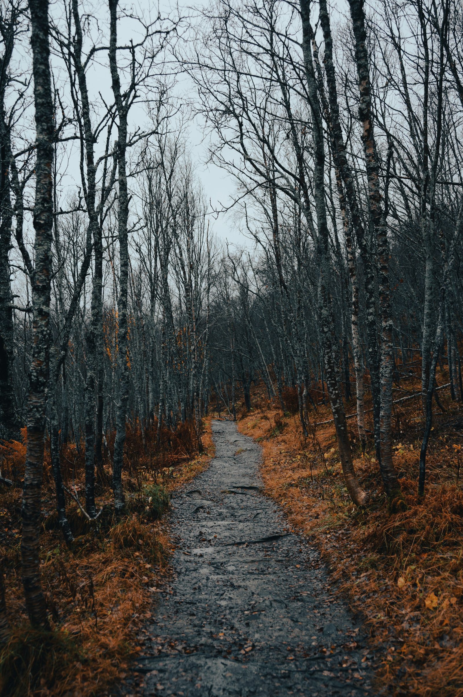Bare birch trees along a stone path in misty light